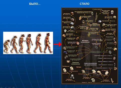 Рис. 3. "Традиционная" и современная схемы эволюции человека.